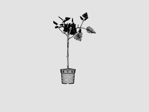 Ficus Microcarpa Ginseng S type 3D Model
