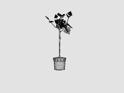 Ficus Microcarpa Ginseng S type 3D Model