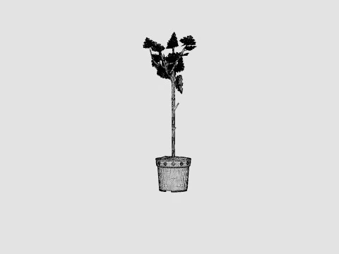 Ficus Microcarpa Ginseng S type 3D Model
