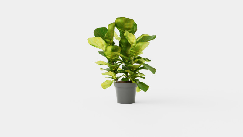 Ficus Nitida braided stem Modelo 3D .c4d .max .obj .3ds .fbx .stl .blend 