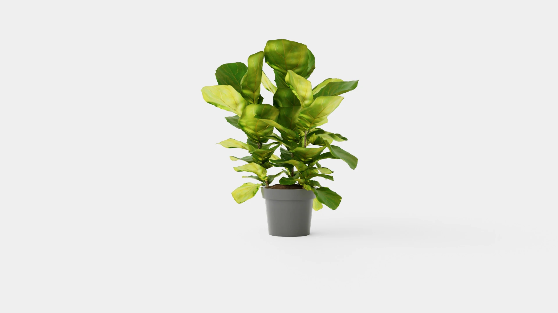 Ficus Nitida braided stem 3D Model .c4d .max .obj .3ds .fbx .stl .blend 