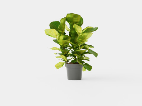 Ficus Nitida braided stem 3D Model