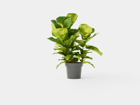 Ficus Nitida braided stem 3D Model