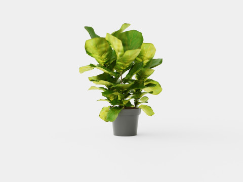 Ficus Nitida braided stem Modelo 3D