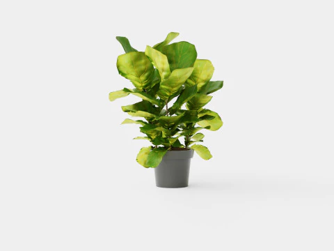 Ficus Nitida braided stem 3D Model