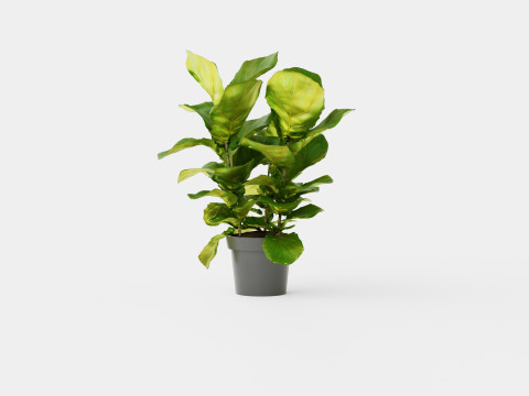Ficus Nitida braided stem Modelo 3D