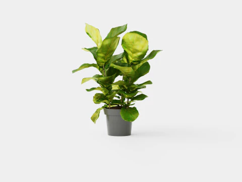 Ficus Nitida braided stem 3D Model