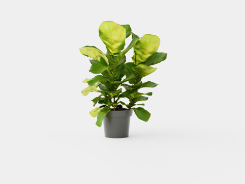 Ficus Nitida braided stem Modelo 3D