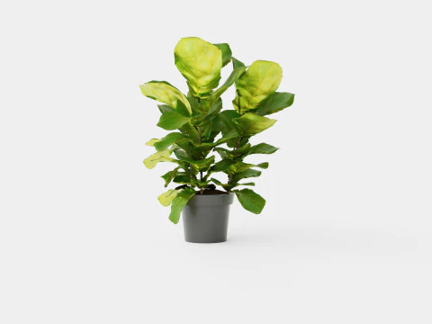 Ficus Nitida braided stem 3D Model