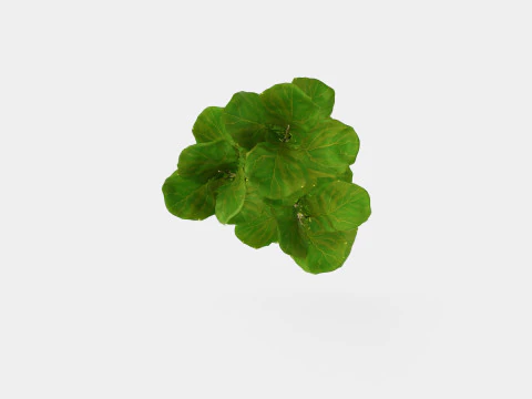 Ficus Nitida braided stem 3D Model