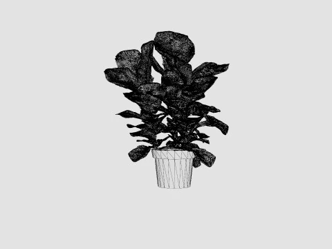 Ficus Nitida braided stem 3D Model