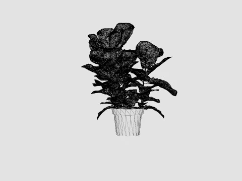 Ficus Nitida braided stem 3D Model
