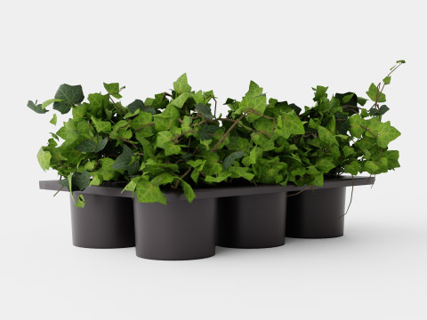 Hedera helix 6 pack 3D Model