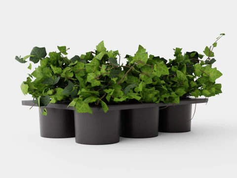 Pacote Hedera hélice 6 Modelo 3D