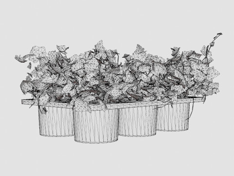 Hedera helix 6 pack 3D 模型
