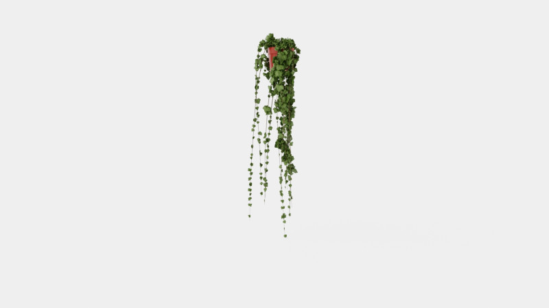 Hedera helix long ranks 3D Model .c4d .max .obj .3ds .fbx .stl .blend 