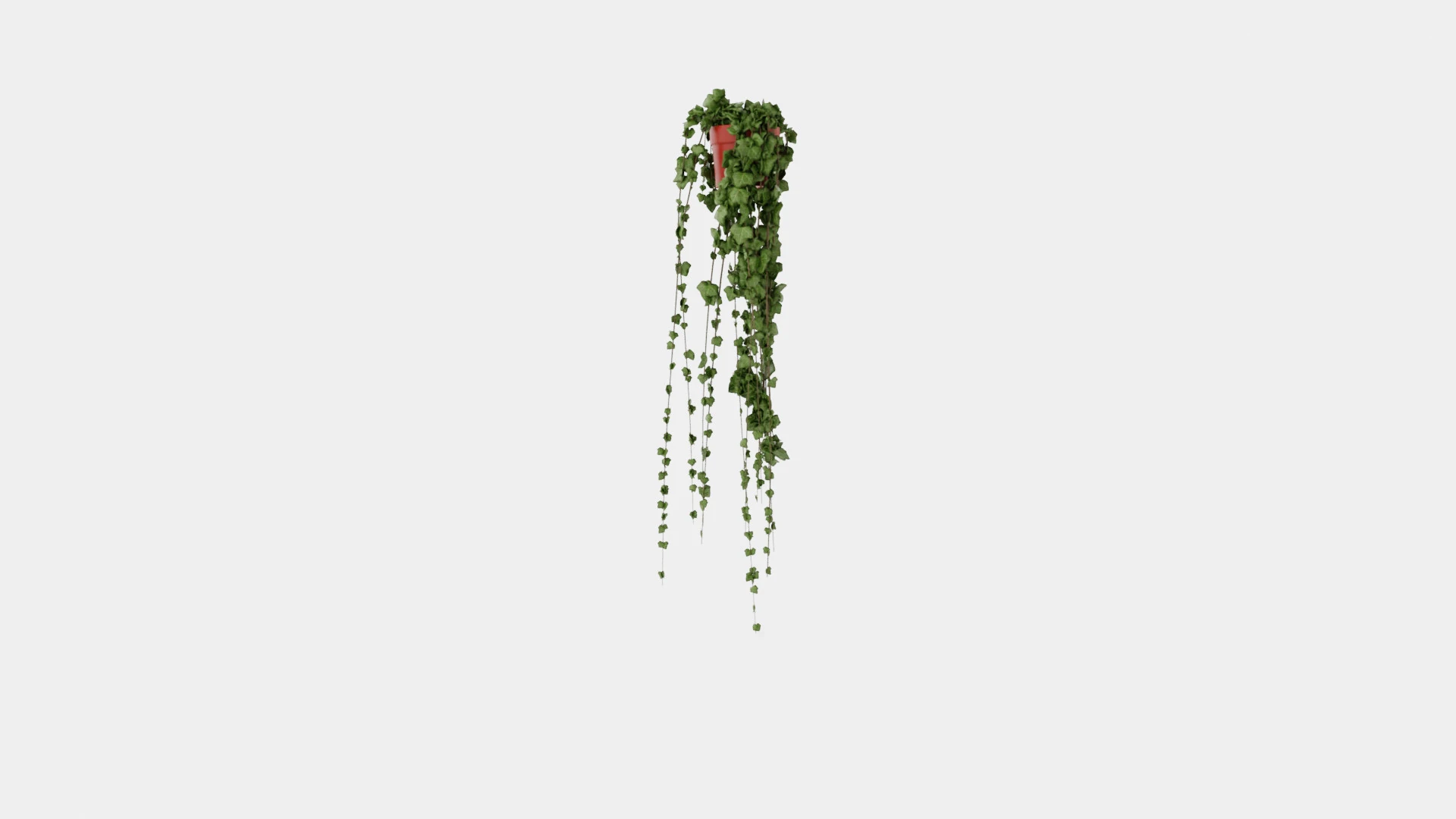 Hedera helix long ranks 3D Model .c4d .max .obj .3ds .fbx .stl .blend 