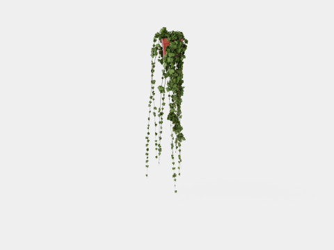 Hedera helix long ranks 3D Model