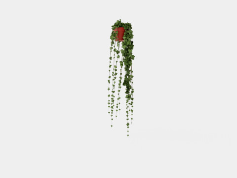 Hedera helix long ranks 3D Model