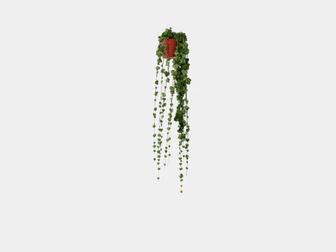 Hedera helix long ranks 3D Model