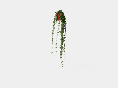 Hedera helix long ranks 3D Model