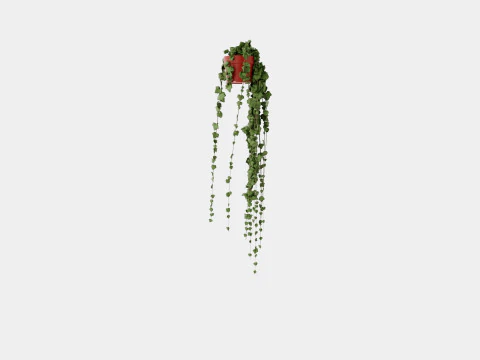 Hedera helix long ranks 3D Model