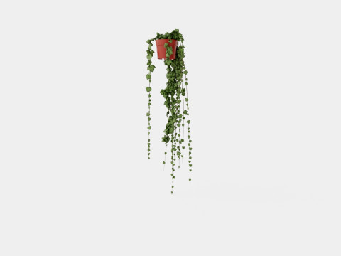 Hedera helix long ranks 3D Model