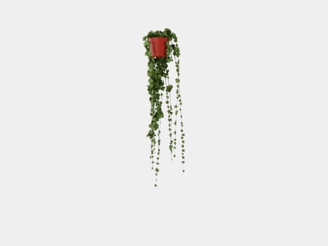 Hedera helix long ranks 3D Model