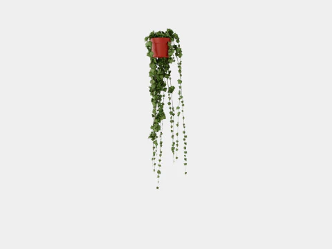 Hedera helix long ranks 3D Model