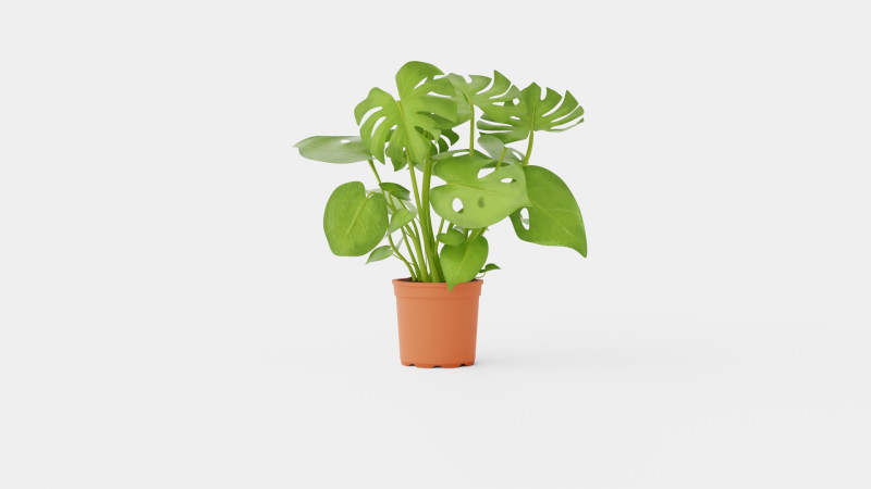 Monstera del touffe Modèle 3D .c4d .max .obj .3ds .fbx .stl .blend 