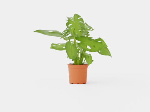 Monstera del touffe Modèle 3D