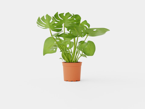 Monstera del touffe Modèle 3D
