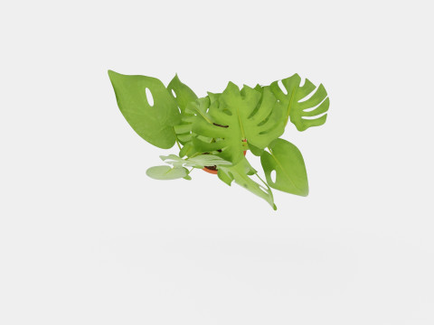 Monstera del touffe Modèle 3D