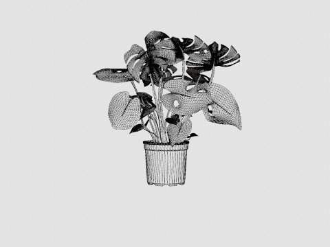 Monstera del touffe Modèle 3D