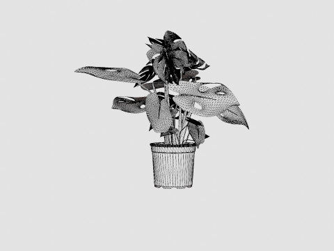 Monstera del touffe Modèle 3D