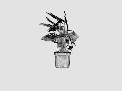 Monstera del touffe Modèle 3D