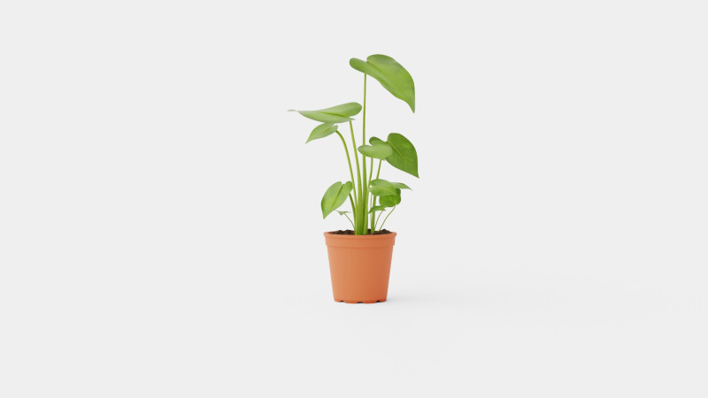 Monstera deliciosa 3D Model .c4d .max .obj .3ds .fbx .stl .blend 