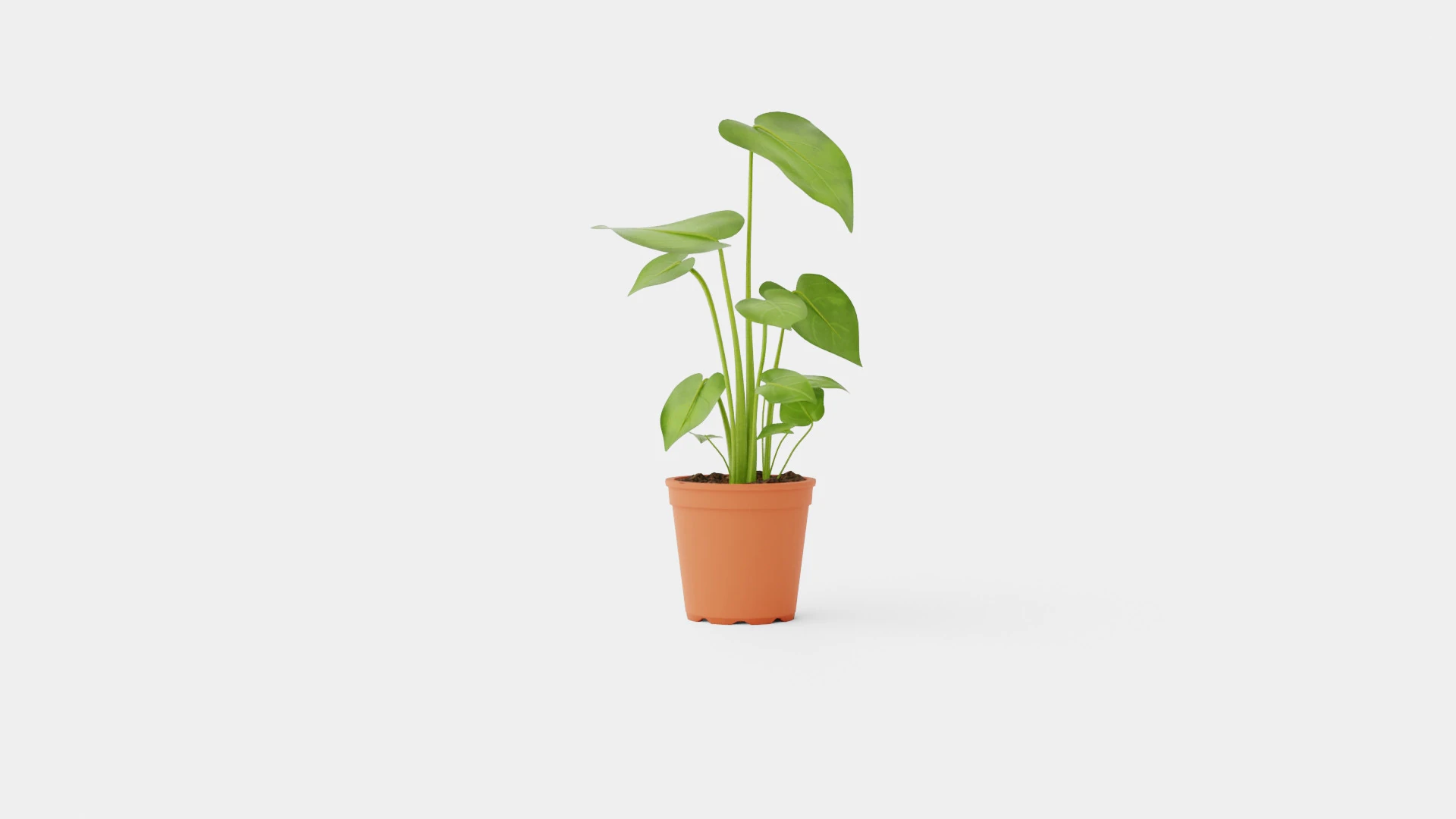 Monstera deliciosa 3D Model .c4d .max .obj .3ds .fbx .stl .blend