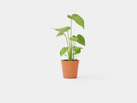 Monstera deliciosa 3D Model