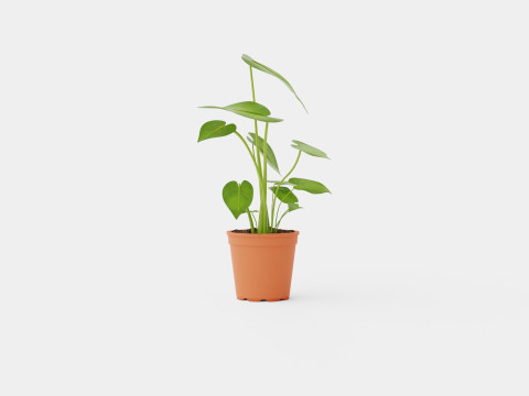 Monstera deliciosa 3D Model