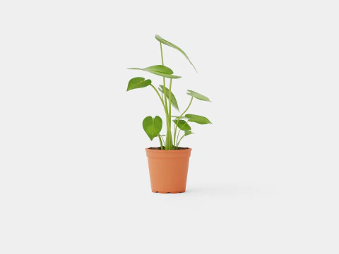 Monstera deliciosa 3D Model