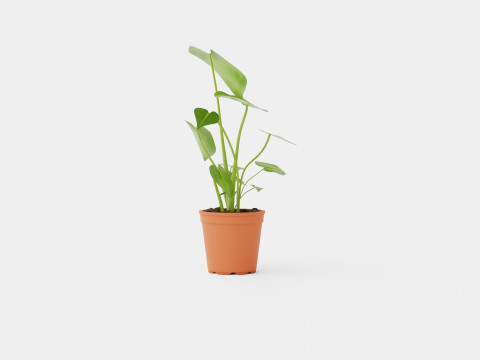 Monstera deliciosa 3D Model