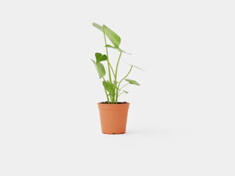 Monstera deliciosa 3D Model