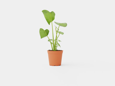 Monstera deliciosa 3D Model