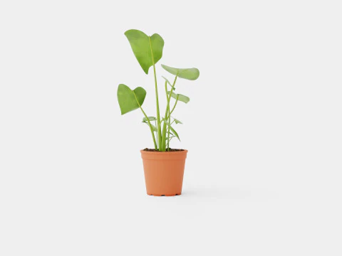 Monstera deliciosa 3D Model