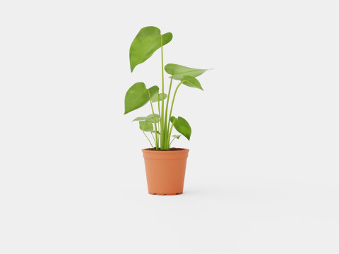 Monstera deliciosa 3D Model
