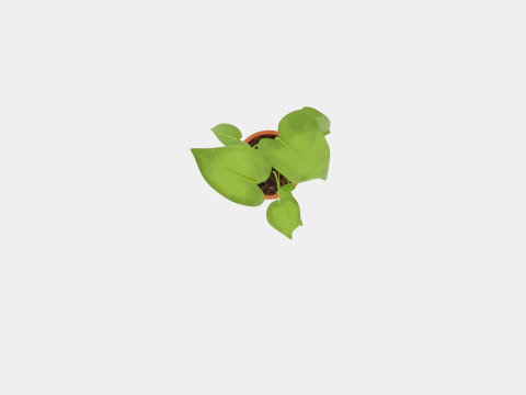 Monstera deliciosa 3D Model