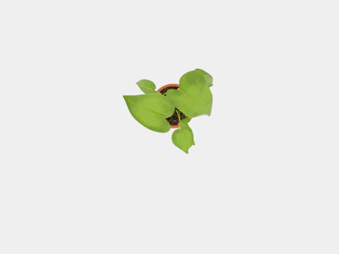 Monstera deliciosa 3D Model