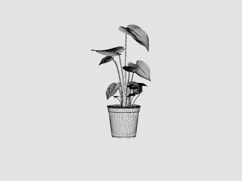 Monstera deliciosa 3D Model