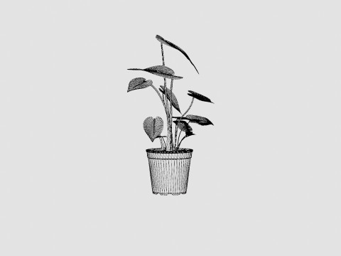 Monstera deliciosa 3D Model